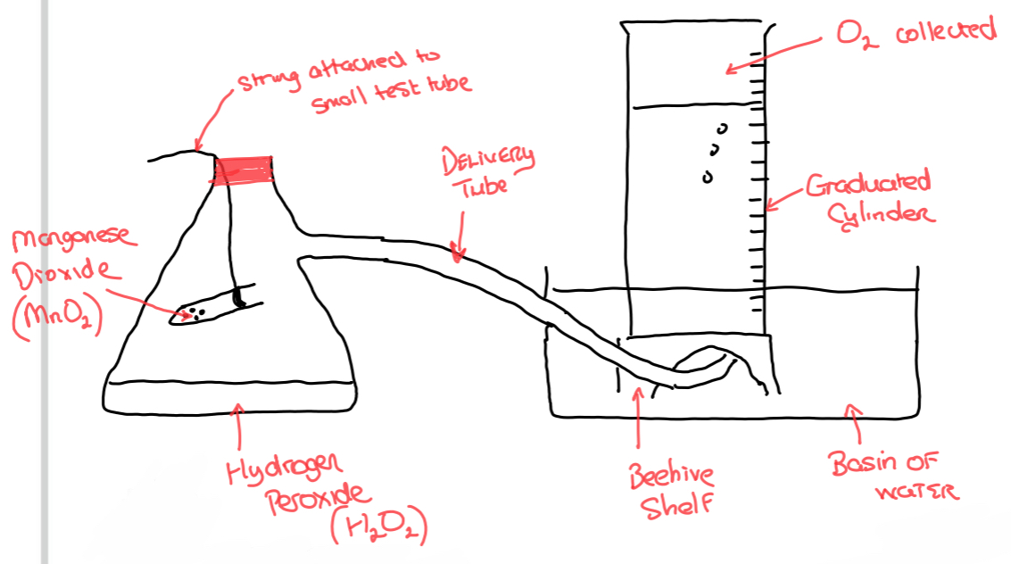 <p>➢ The apparatus in the <strong>diagram is set up</strong></p><p>➢ The <strong>manganese dioxide</strong> is <strong>added</strong> to the <strong>hydrogen peroxide</strong> from a <strong>small test tube</strong> in the conical flask, the <strong>mixture is shaken</strong>, and the <strong>stopwatch is started at EXACTLY THE SAME TIME</strong></p><p>➢ The <strong>oxygen gas</strong> produced is <strong>collected</strong> over water <strong>using a beehive shelf and graduated cylinder</strong></p><p>➢ The <strong>volume</strong> of oxygen gas evolved<strong> is measured using the graduated cylinder at regular time intervals</strong> until the reaction is completed</p><p>➢ The results are entered in a table and <strong>graph of volume of oxygen (y axis) Vs time (x axis)</strong> is plotted.</p><p>➢ From the graph, the <strong>average rate</strong> of reaction and the <strong>instantaneous rate</strong> of reaction at any point <strong>can be found</strong></p>