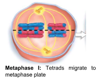 M = chromosomes meet in the middle

\
Homologs (tetrad) are on either side of the metaphase plate (unlike mitosis)

\
2nd source of genetic variation is: Independent Assortment of H**omologous Chromosomes**

→ Meaning homologous pairs align independently of each other thus there is no maternal side and paternal side against metaphase plate
