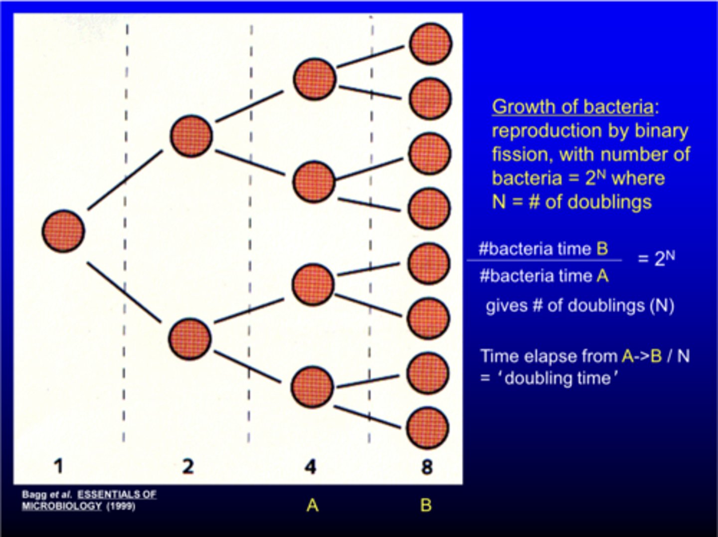 <p>growth can be calculated via 2^N where N = # of doublings</p>