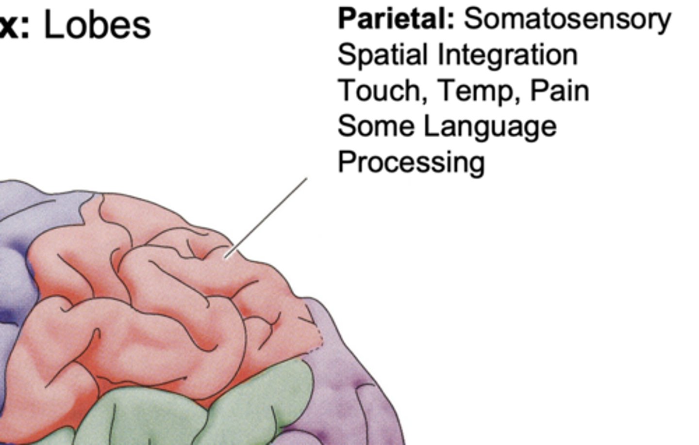 <p>somatosensory spatial integration, touch, temp, pain, some language processing</p>