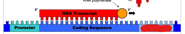 <p>A part of a DNA strand that terminates the transcription of mRNA to signify the end of a gene. mRNA undergoes conformation change so it lets go.</p>