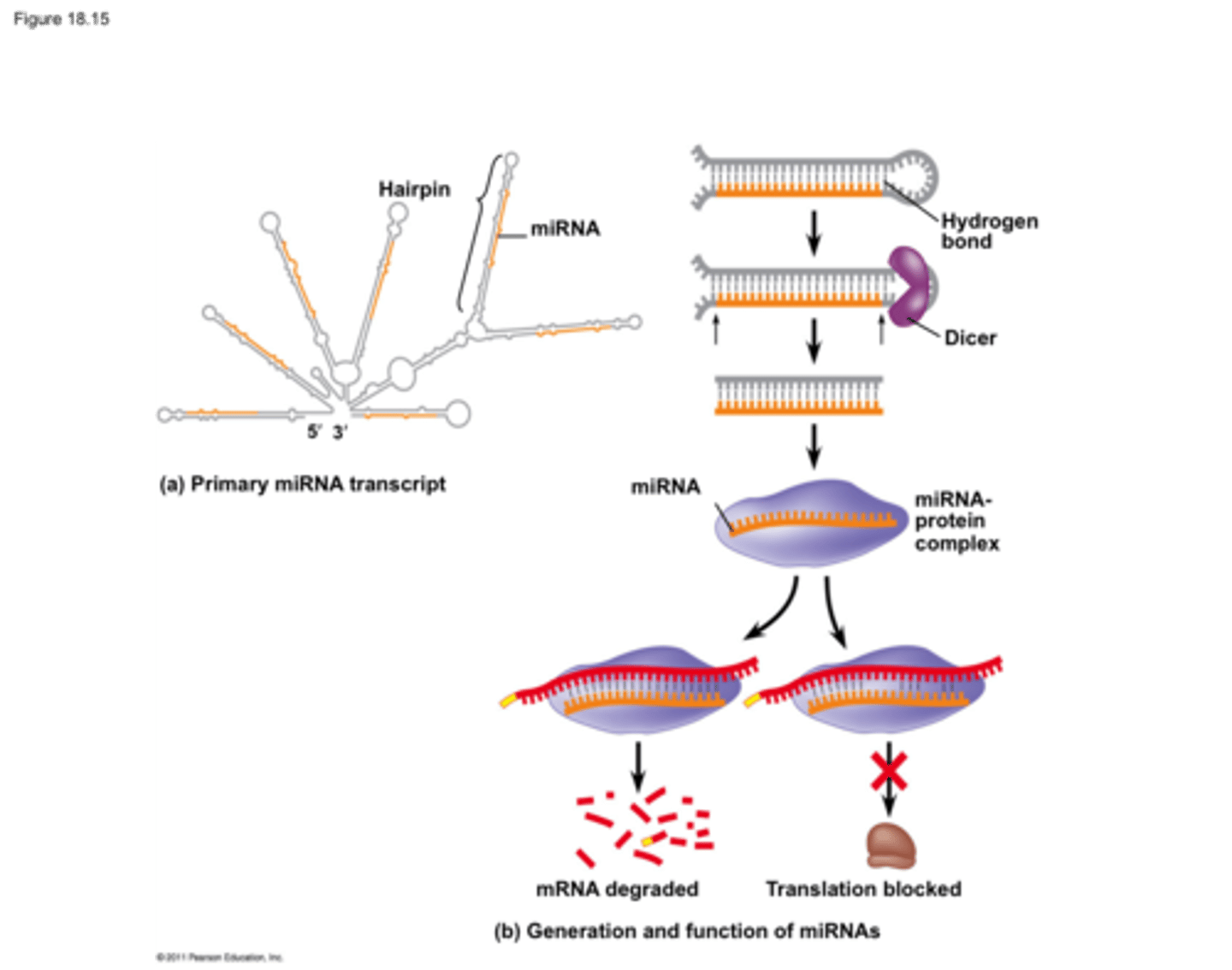 <p>many are conserved across species</p><p>- single miRNA (miR-208a) is located inside Intron 27</p><p>- Multiple miRNAs (miR-106b, miR-93,miR-25) are located within Intron 13</p>
