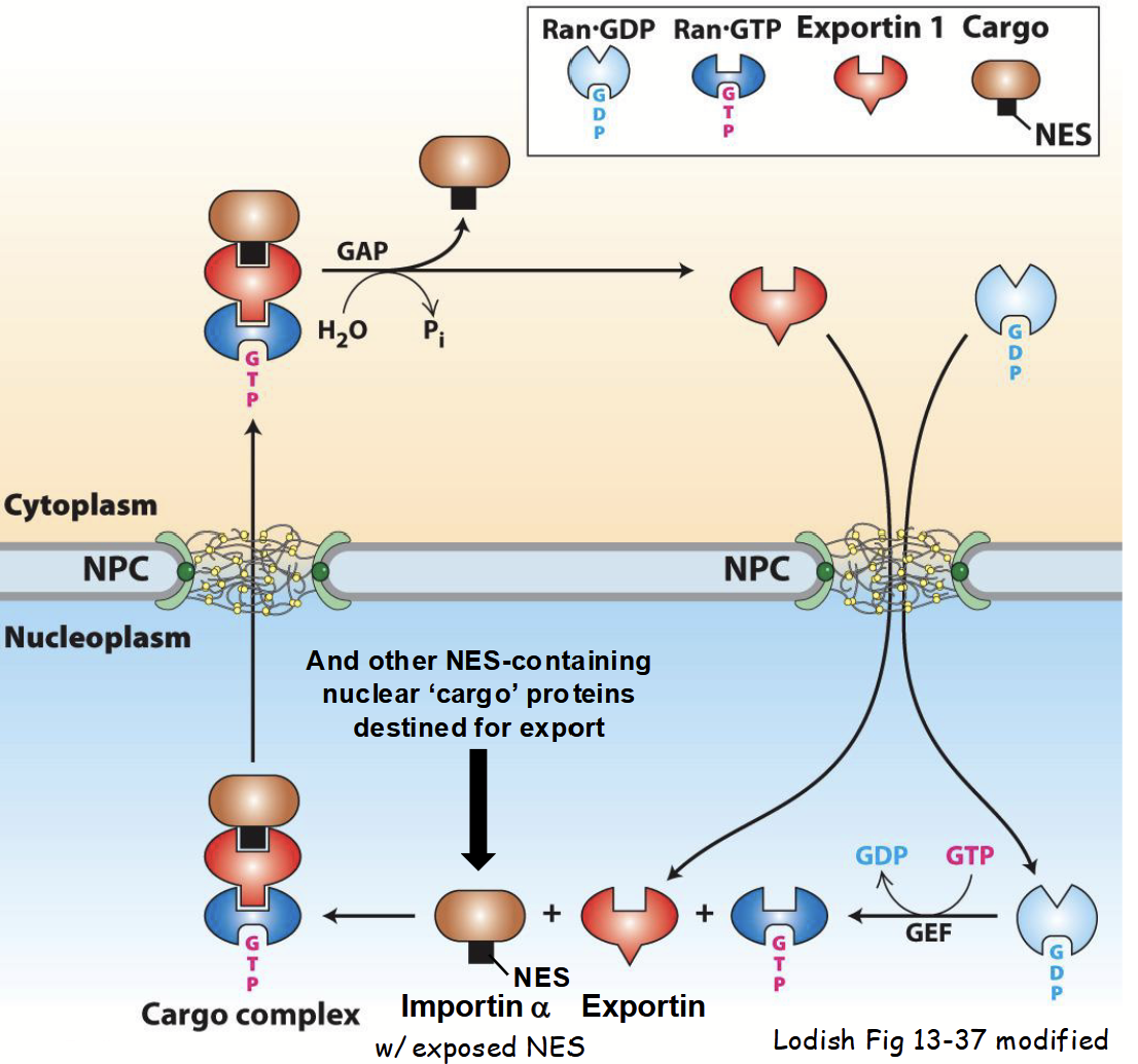<p><em>How does importin α (transport receptor subunit) move back to the cytoplasm in order to participate in additional rounds of import?</em></p><ul><li><p>Importin α <u>binds</u> to <strong>exportin</strong>.</p><ul><li><p>Karyopherin <u>mediates nuclear-to-cytoplasm transport</u>.</p></li><li><p>Release of nuclear-imported “cargo” protein <u>exposes nuclear export signal (NES)</u> in importin α.</p></li></ul></li><li><p>Importin α-exportin complex binds <strong>Ran-GTP</strong> (high [Ran-GTP] in nucleus).</p></li><li><p><strong>Ran-GTP</strong> promotes <strong>stable assembly</strong> of importin α-exportin complex.</p></li><li><p><strong><u>Importin α-exportin-Ran-GTP</u></strong><u> complex transported via NPC into cytoplasm due to Ran-GTP gradient.</u></p></li></ul><p></p>