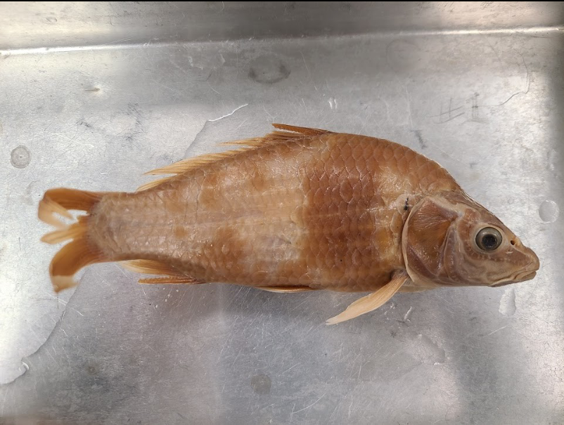 <p>What is the taxonomy, common name, and scientific name of this fish</p>