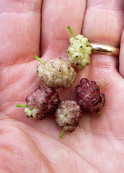 <p>Common Name</p>