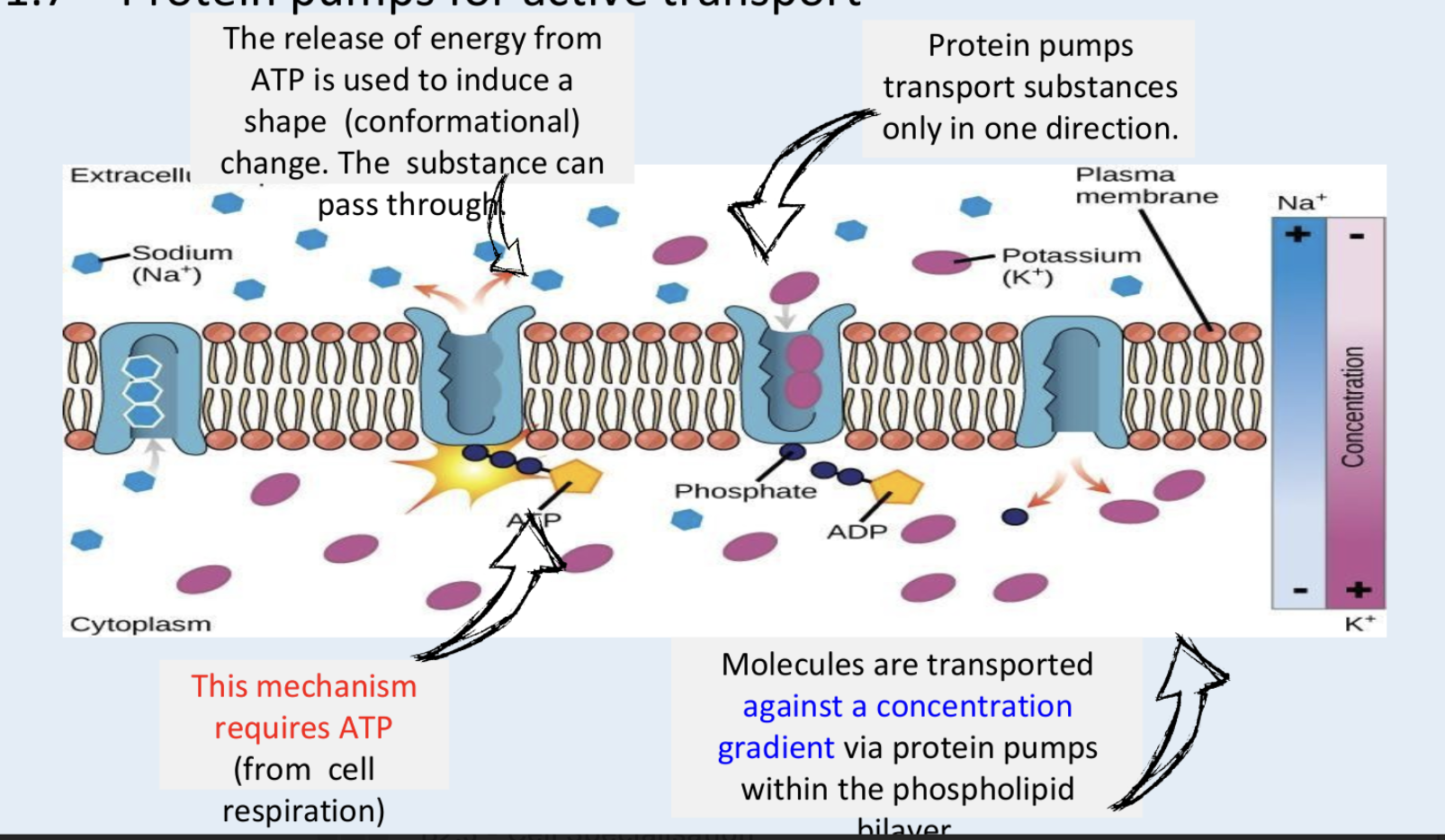 <p>How do pump proteins work?</p>