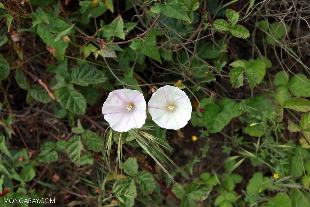 <p>Native</p><p>Reproduction underground rhizomes &amp; seeds</p><p>Flowers very short lived (1 day)</p><p>Very fused petals with pollen/stigma inside</p><p>Cordate leaf shape (arrowhead)</p><p>Vines</p><p>Coast of California</p><p>Coastal scrub, grassland, rock outcrops</p><p>A TON of flowers!</p>