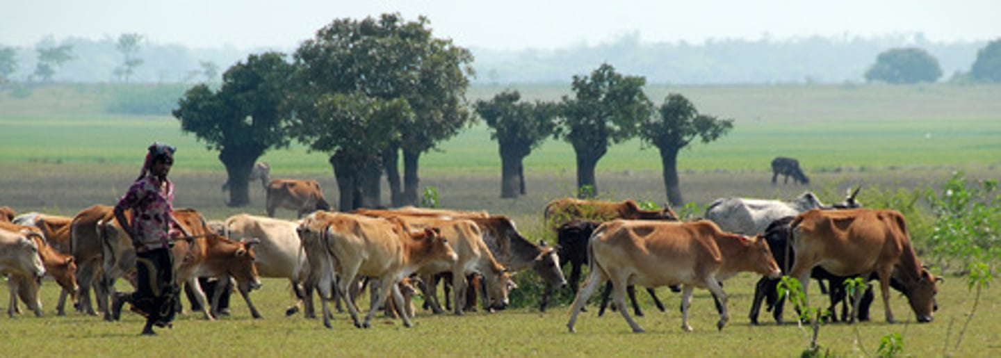 <p>A type of farming that requires large areas of land. (Don't confuse with intensive farming in a large land area.)</p><p>EXs: shifting cultivation, nomadic herding, ranching</p>