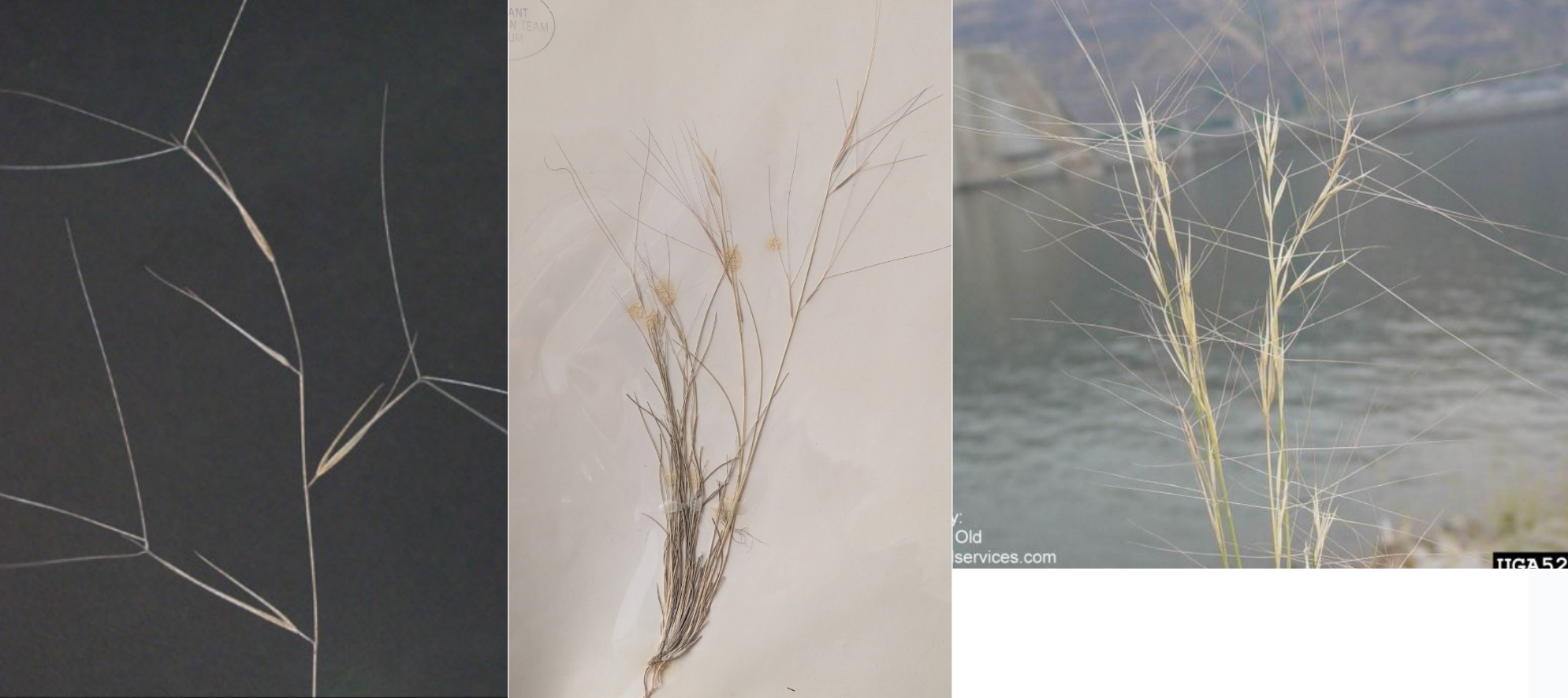 <p>3 awns!</p><p>unequal glumes, basal leaves</p><p>Purple/red color</p>