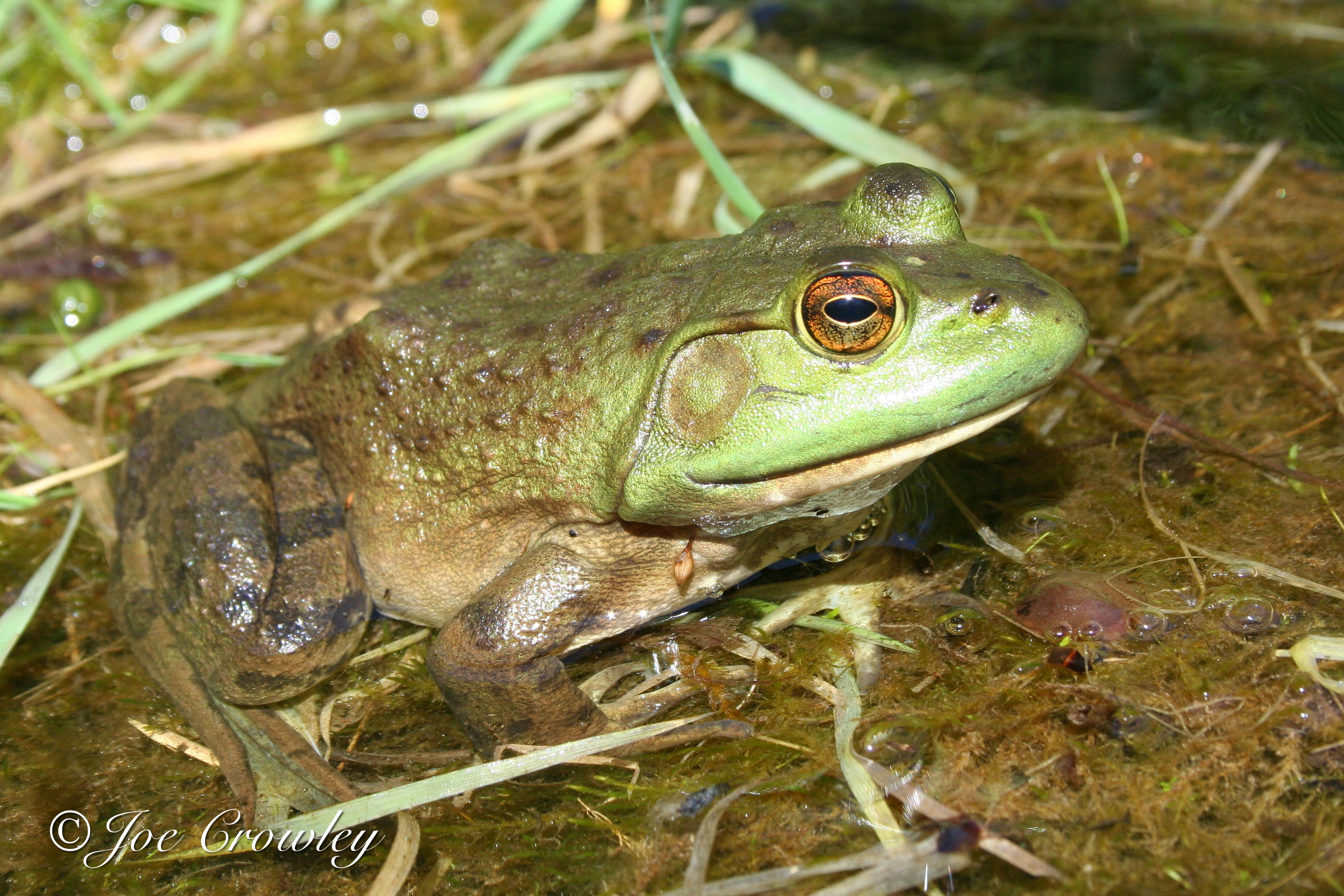 <p>American bullfrog</p>