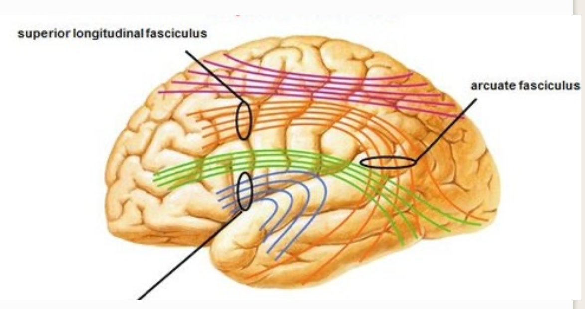 <p>2 types of association fibers </p>