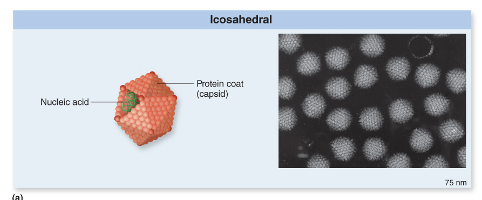 <p>looks like a geometric 3D shape</p><ul><li><p>very common</p></li></ul><p></p>