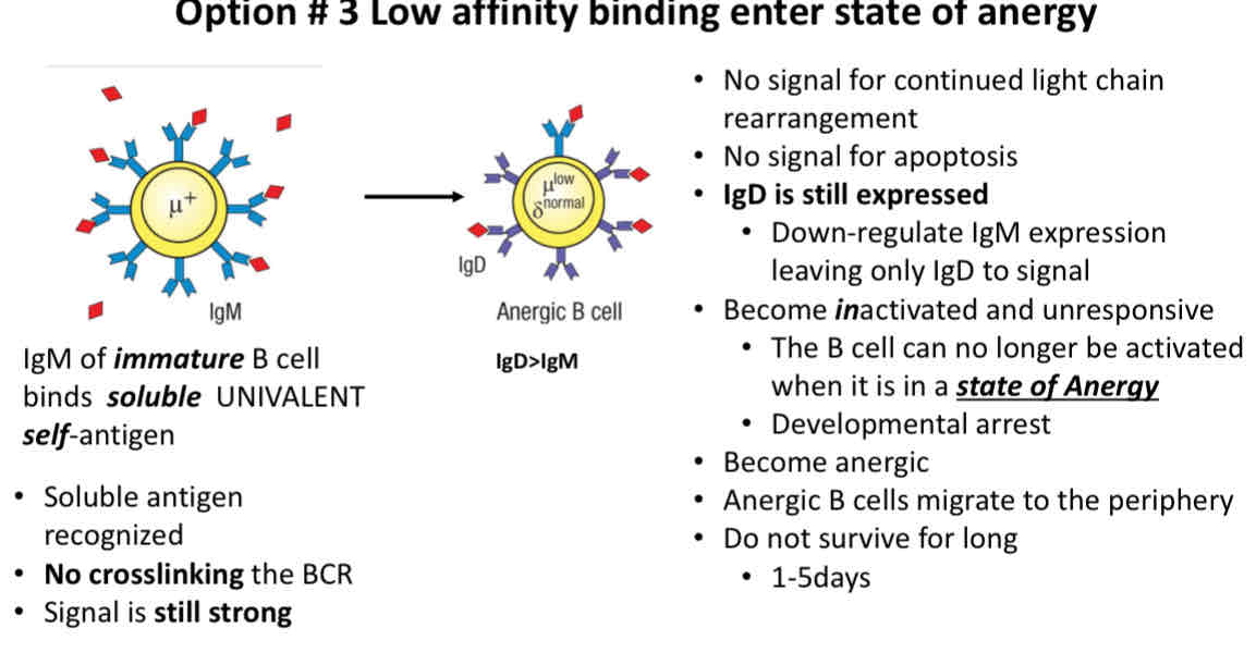 <ul><li><p>IgD is still expressed</p></li><li><p>State of Anergy: B cell and no longer be activated</p></li></ul>