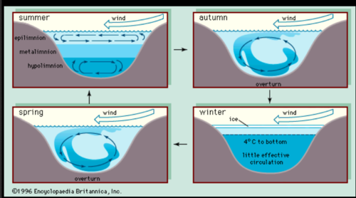 Lack of mixing of a lake due to differences in water temperature (density)