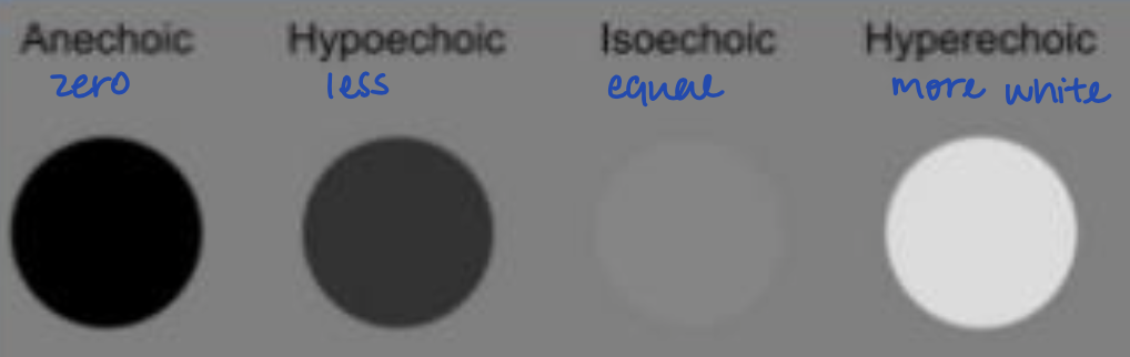 <ul><li><p>Anechoic: Black </p></li><li><p>Isoechoic: same/equal </p></li><li><p>Hyperechoic: brighter/ligher </p></li><li><p>Hypoechoic: darker </p></li></ul><p></p>