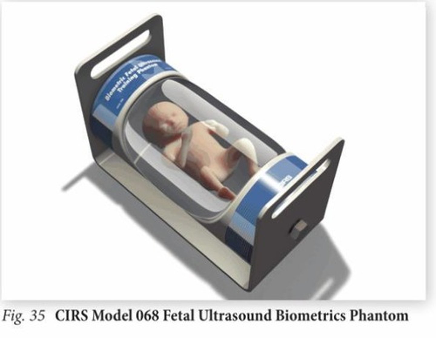 <p>phantom suspended in anechoic fluid allowing for simulated fetal assessment</p><p>- marked to 21 week gestational age for consistency</p>