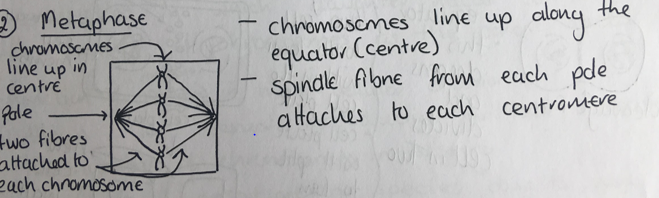 <p>Spindle fibre attaches to each centromere, chromosomes line up across the equator</p>
