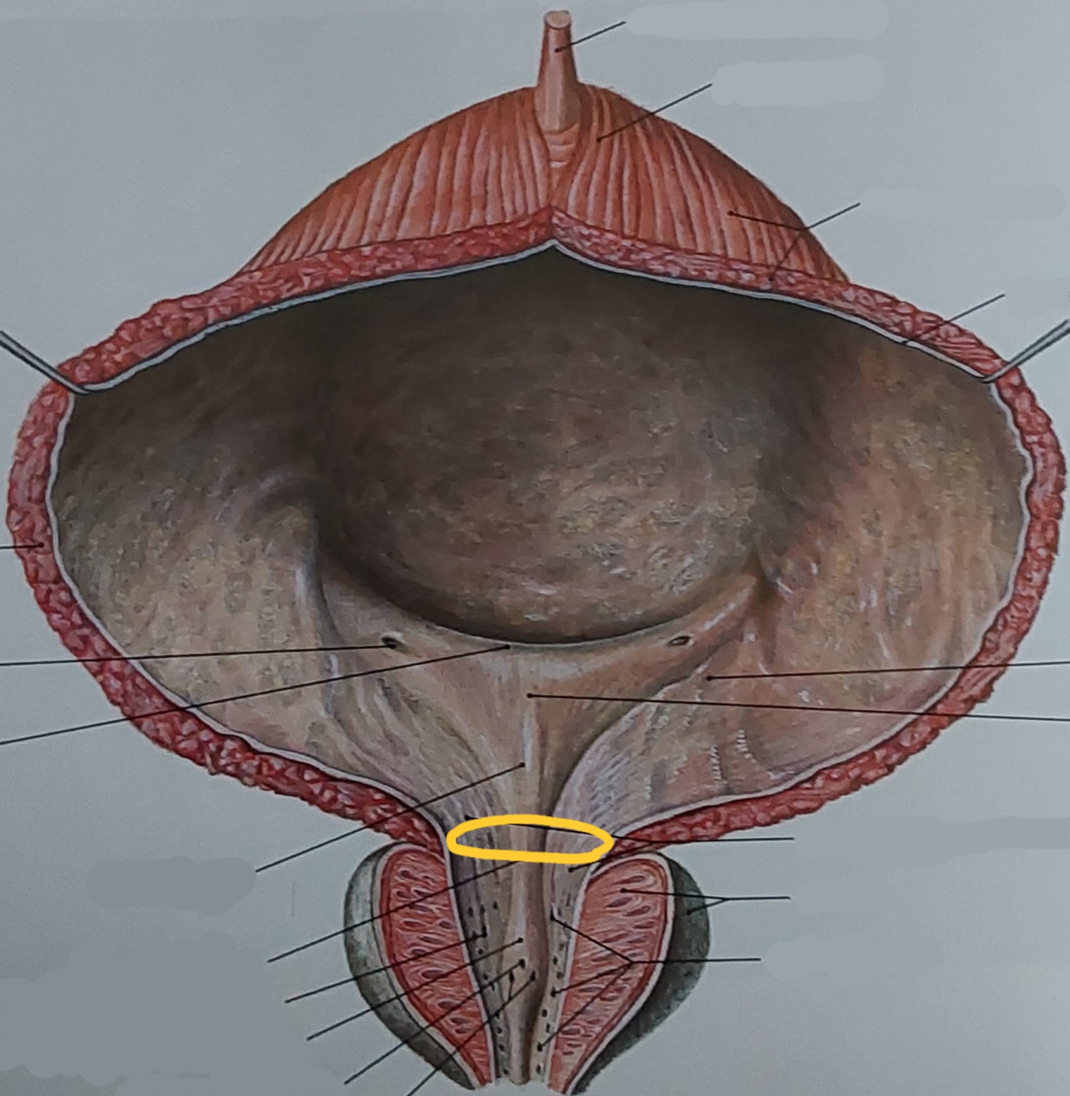 term image