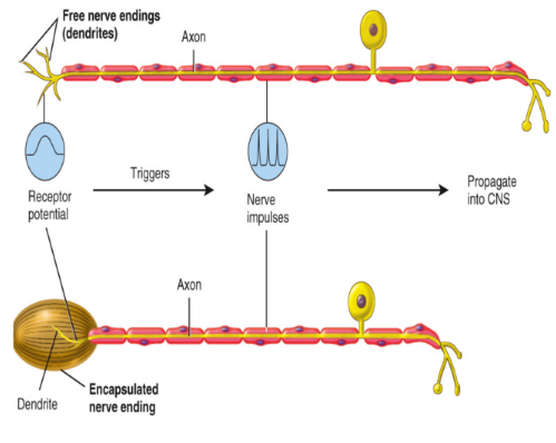 <ul><li><p>a. Free nerve endings</p><ul><li><p>Dendrites of sensory neurons</p></li><li><p>Example: pain, itchiness</p></li><li><p>blunted and structured</p></li></ul></li><li><p>b. Encapsulated nerve endings:</p><ul><li><p>The terminal dendrites of these nerves are enclosed in connective tissue</p></li><li><p>Example: Meissner’s corpuscle for touch</p></li></ul></li></ul><p></p>