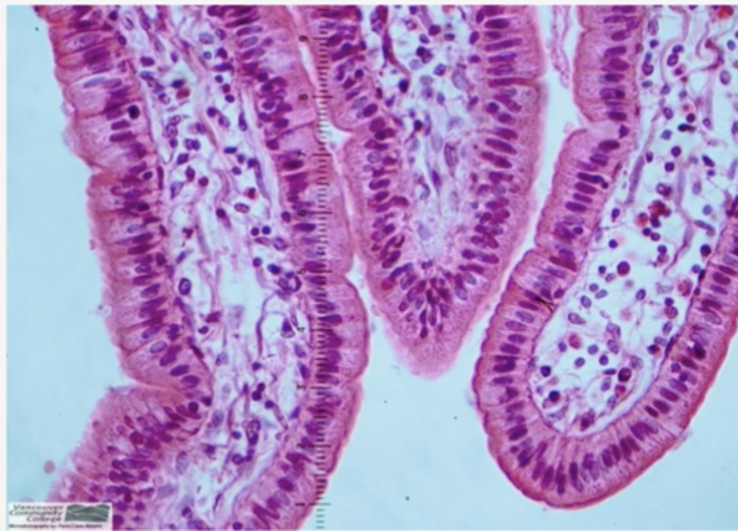 <p>Identify the specific structure</p>