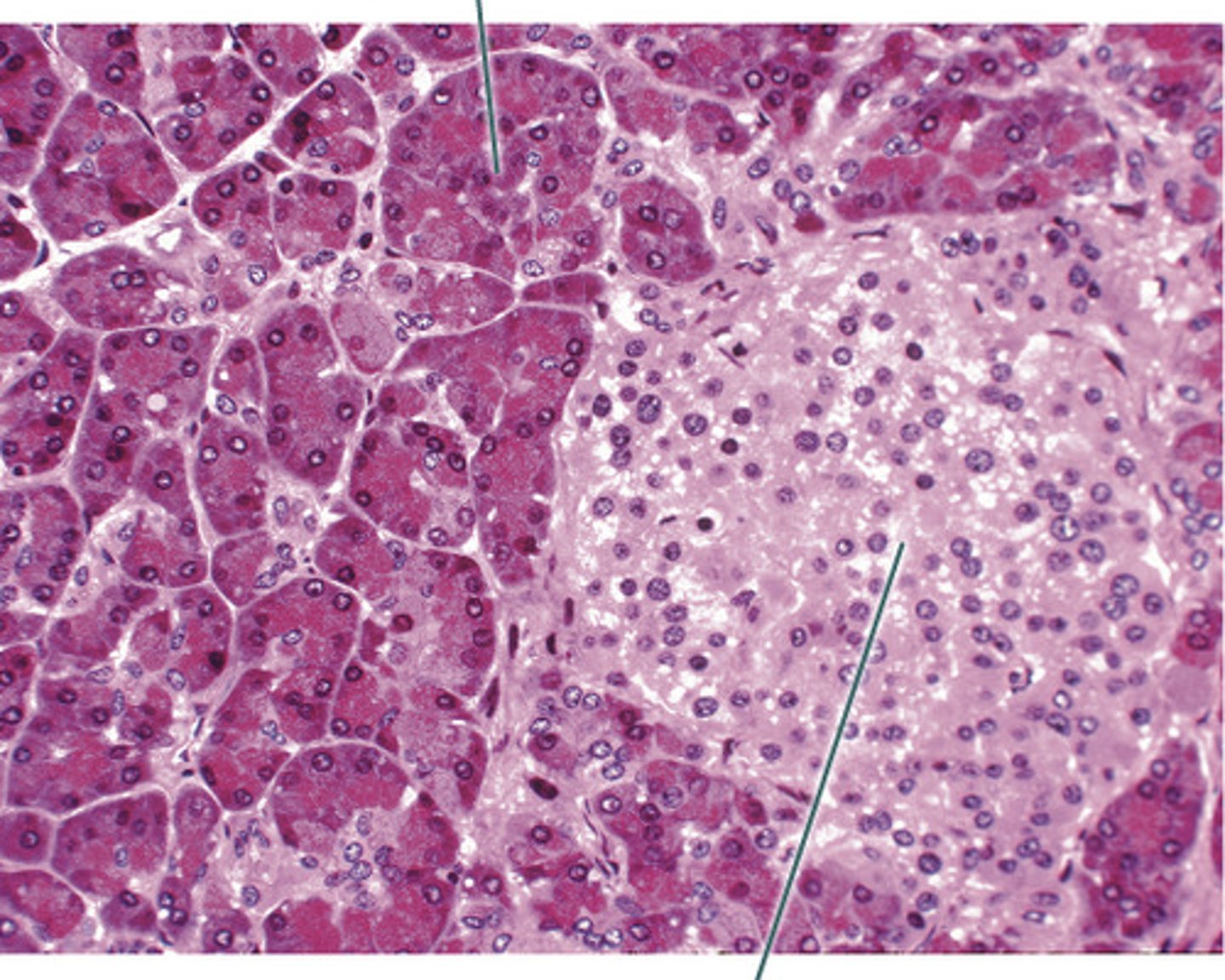 <p>Name this organ and identify 1 &amp; 2</p>