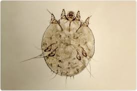 <p>“scabies”, burrows into skin, contagious and zoonotic</p>