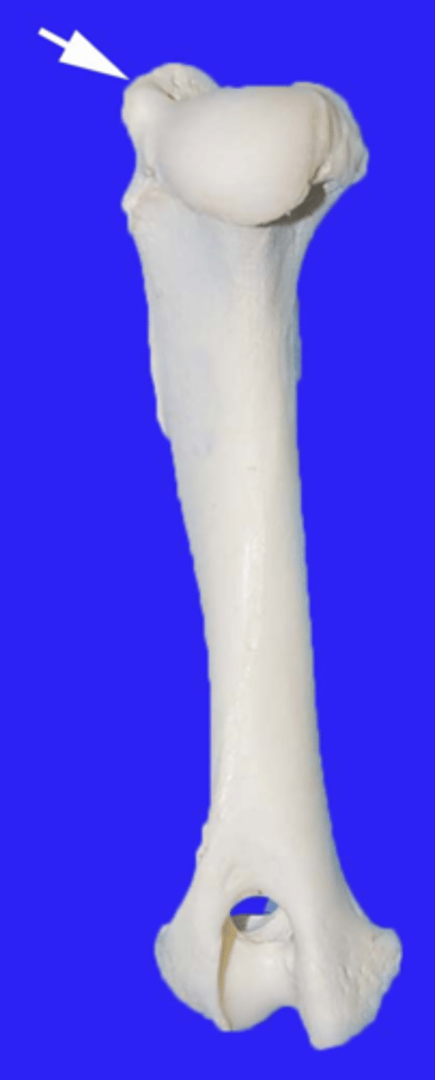 <p>tuberosity, top of humerus, site of many muscle attachments, point of shoulder</p>