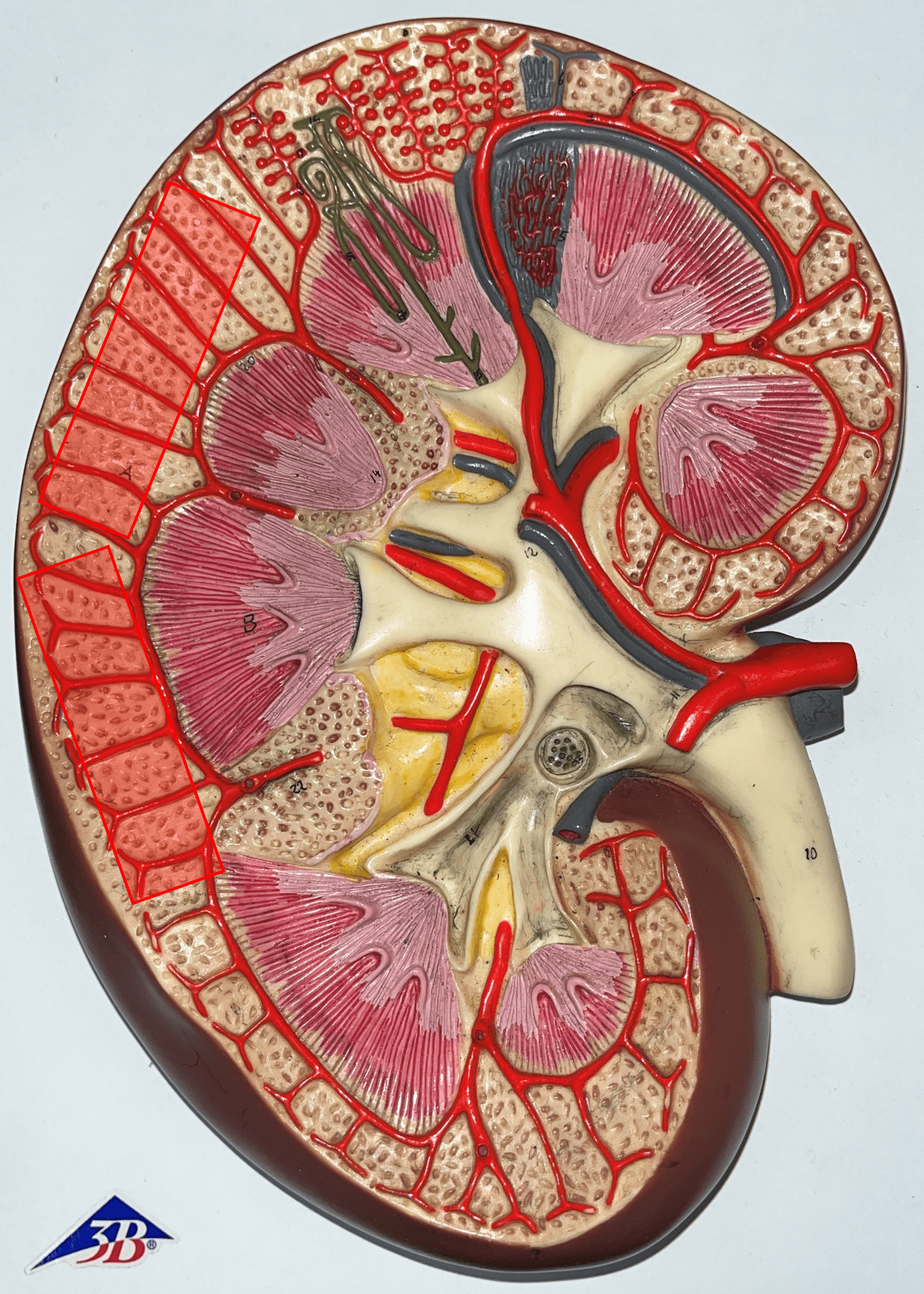 • The outermost region of the internal kidney.

• Superficial to the renal medulla.

• Appears slightly granular.