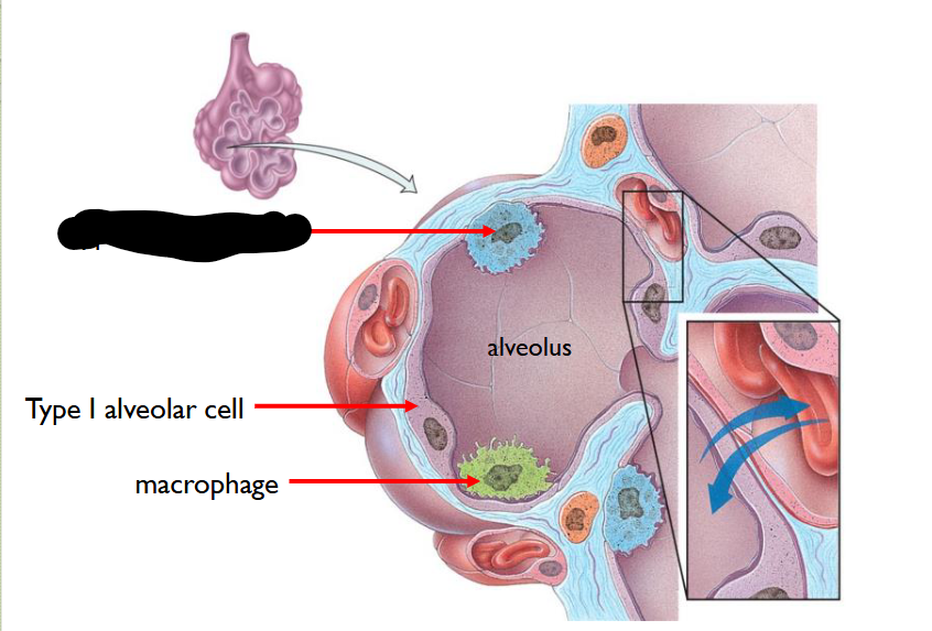 <p>What structure is this within the Alveolus?</p>