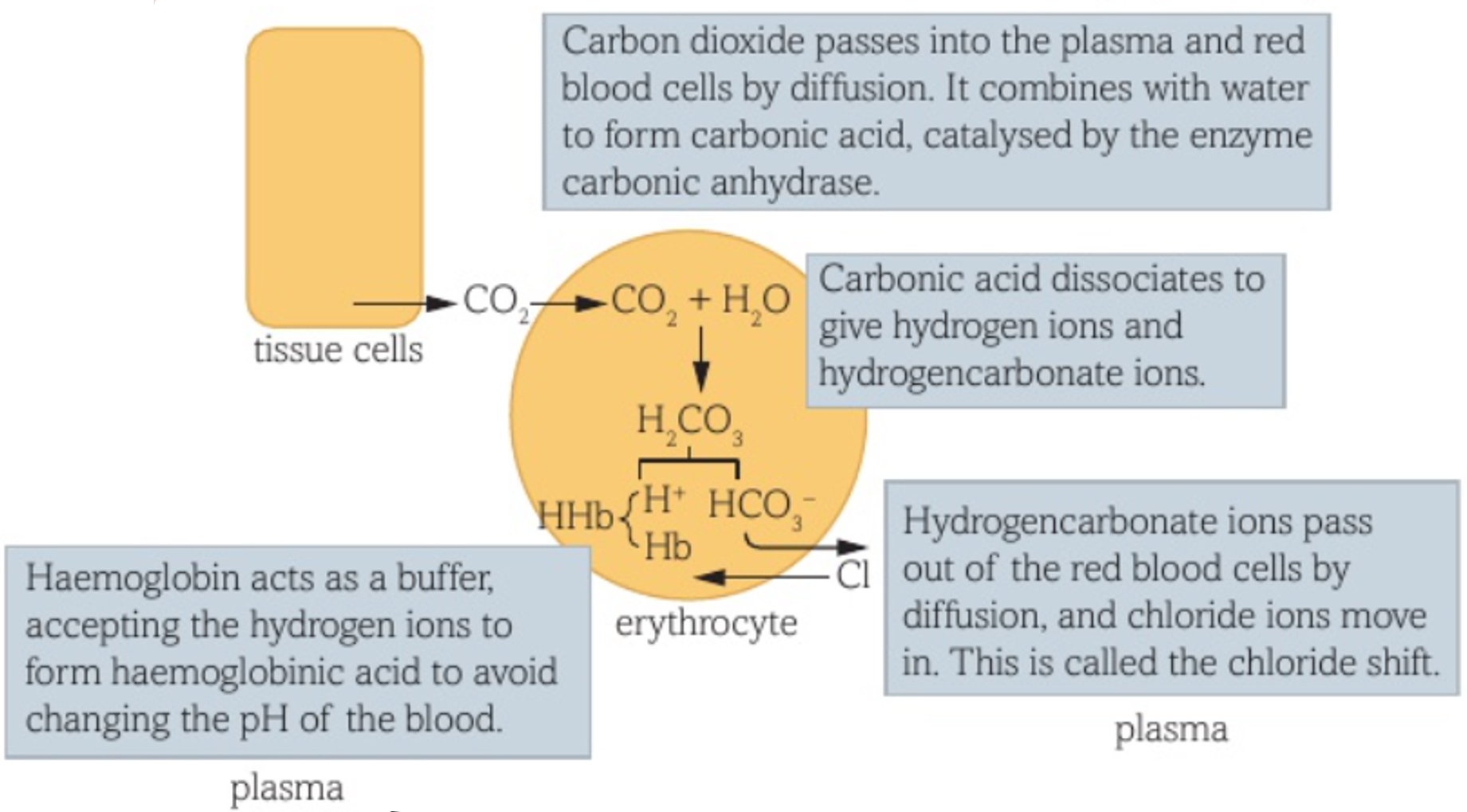 <ul><li><p><mark data-color="yellow">85%</mark> of CO2 is transported as <mark data-color="yellow">hydrogen carbonate ions</mark> in <mark data-color="yellow">erythrocytes</mark></p></li></ul><p></p><ul><li><p>enzyme <mark data-color="yellow">carbonic anhydrase catalyses</mark> reversible reaction between CO2 and H2O</p></li></ul>