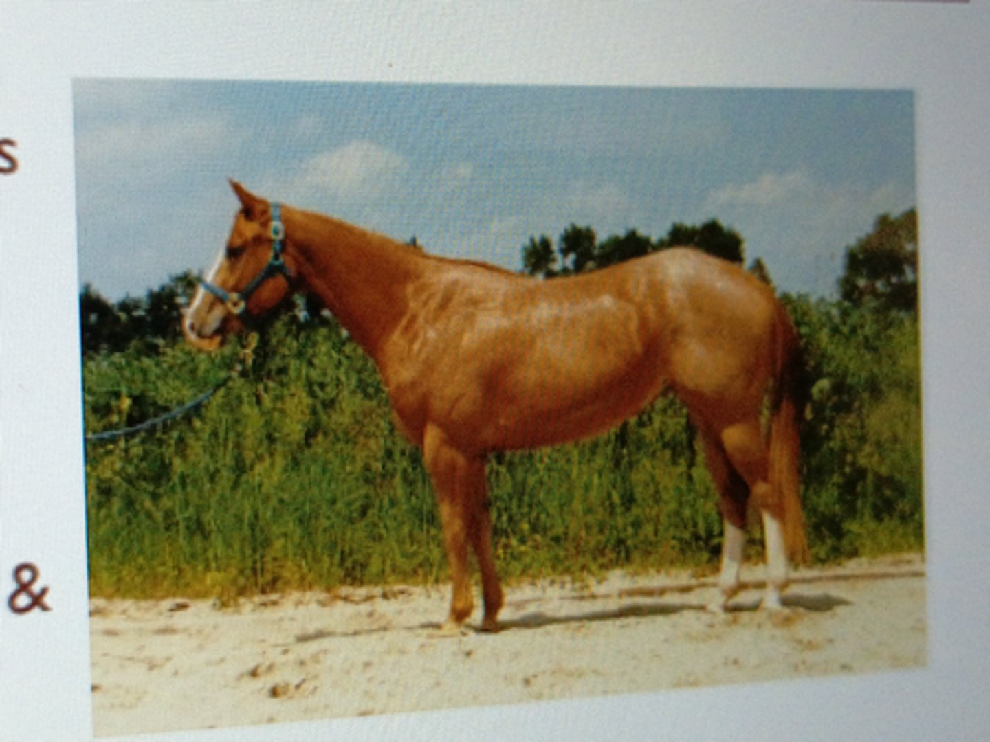 <p>Largest breed in the world as</p><p>indicated in breed registry</p><p>¡ Underline is longer than the</p><p>back</p><p>¡ Quarters are muscular</p><p>¡ Use in rodeos, horse shows &amp;</p><p>ranch work</p>