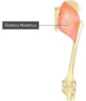 **O:** behind posterior gluteal line/iliac crest → coccyx

**I upper fibers:** iliotibial tract (3/4)

**I lower fibers:** gluteal tuberocity