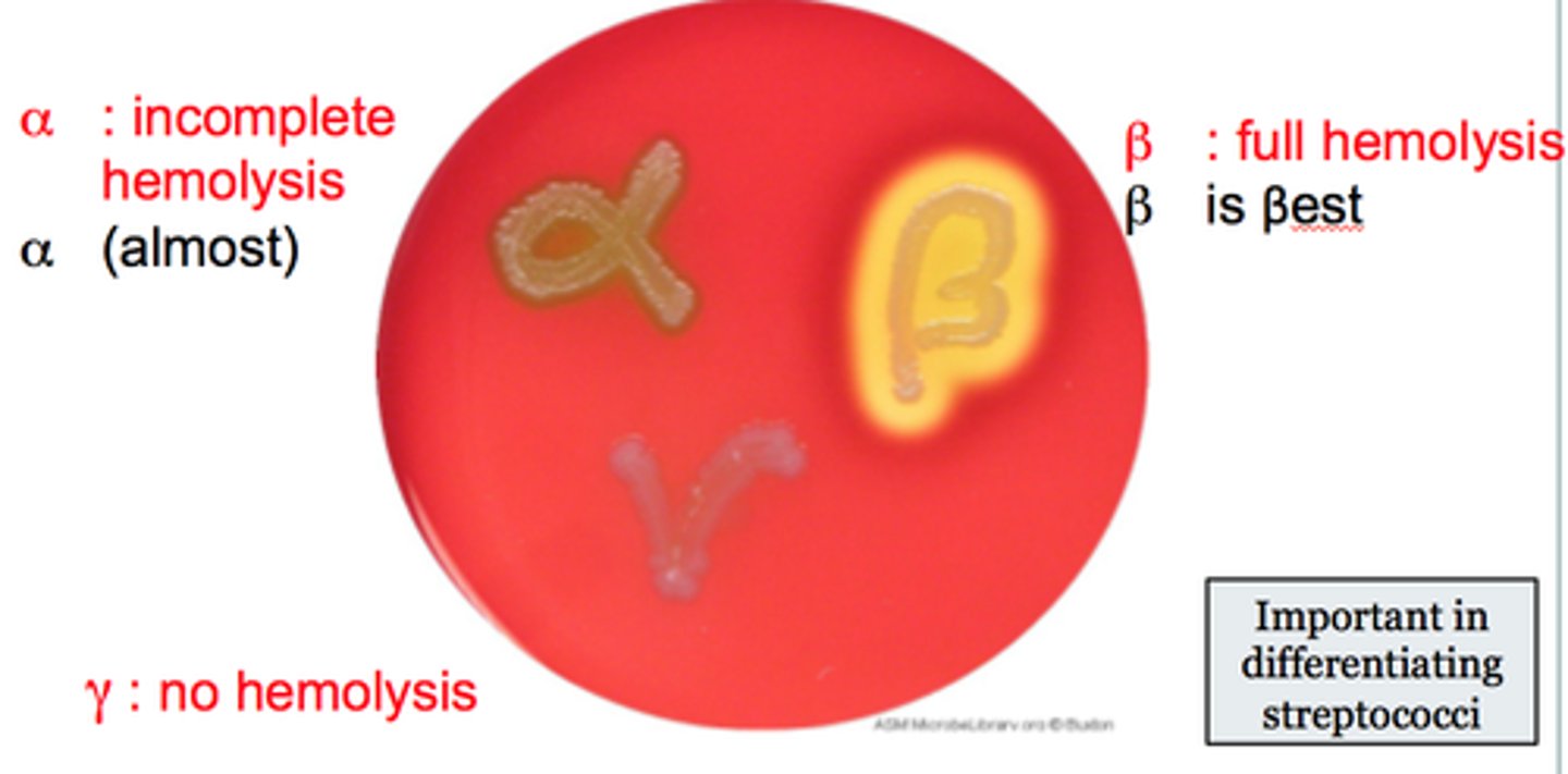 <p>can be further categorized into groups A through T based on antigenic cell wall carbohydrates</p>