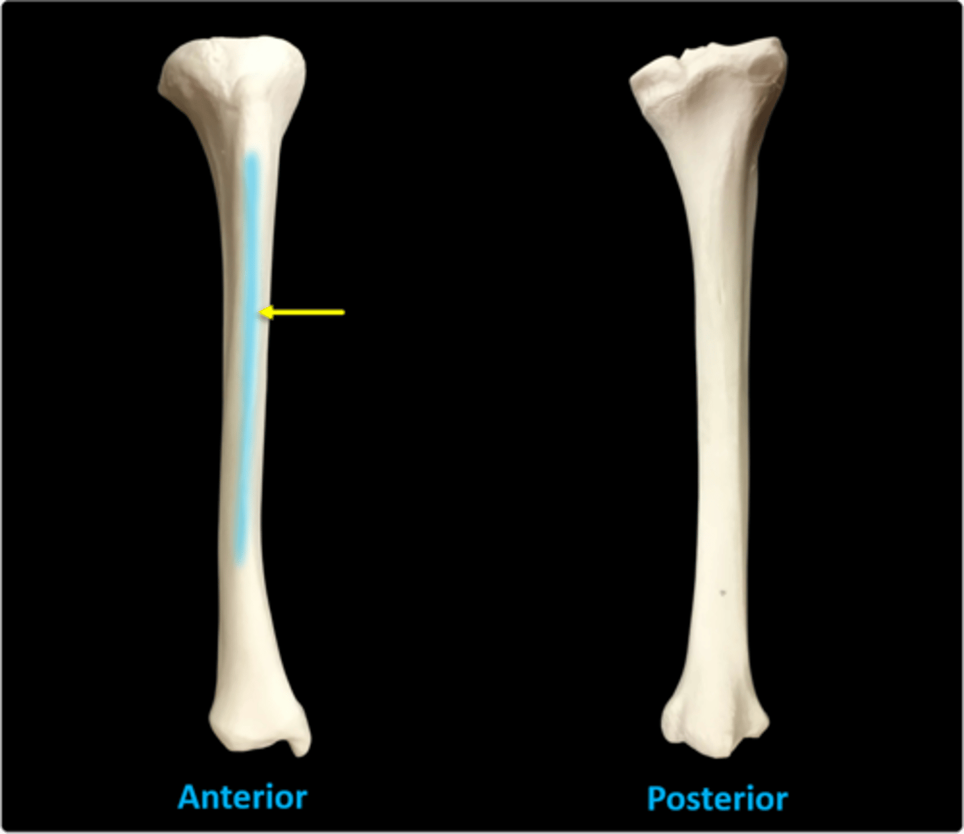 <p>shin</p>