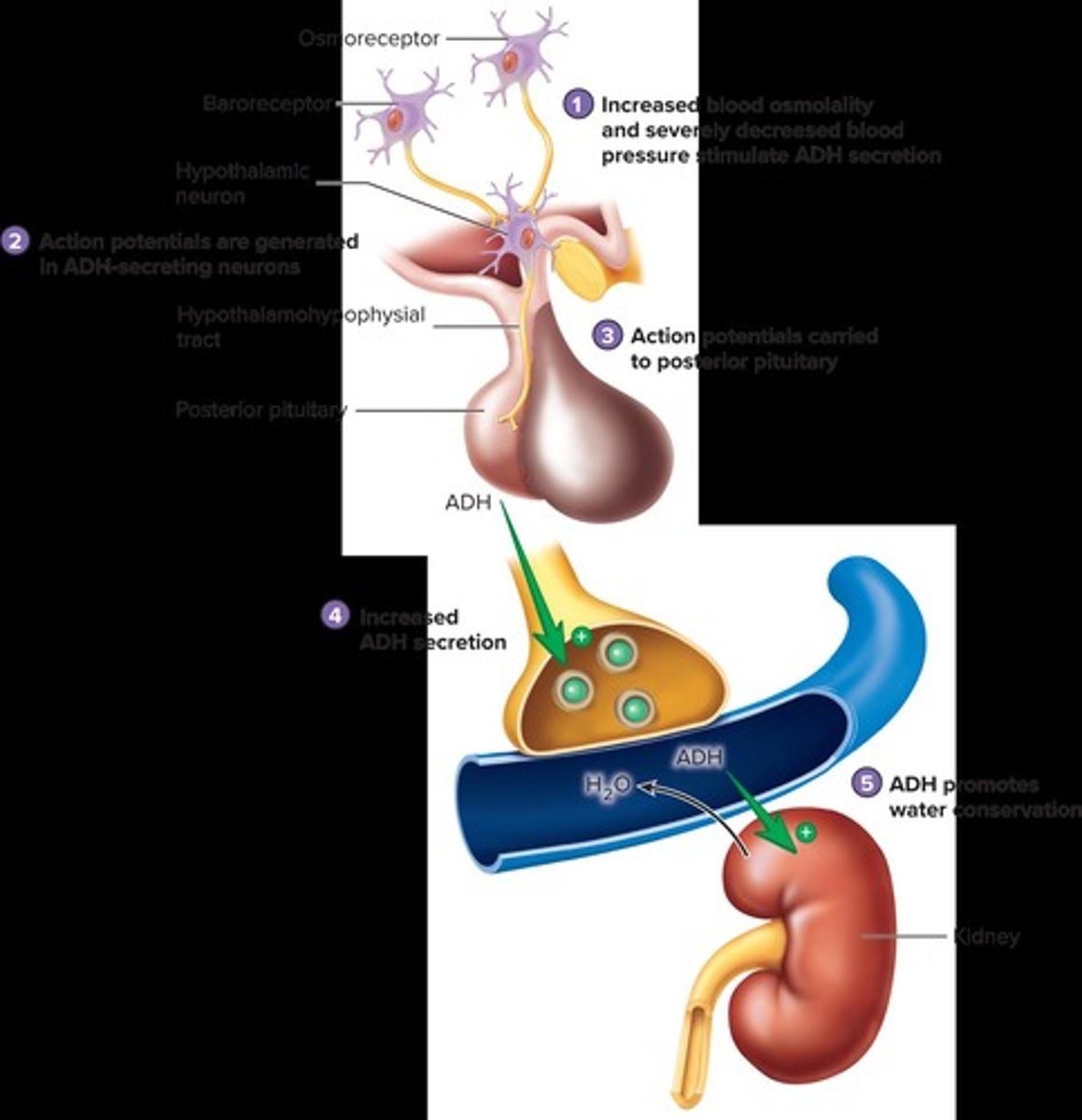 <p>To increase water reabsorption in the kidneys.</p>