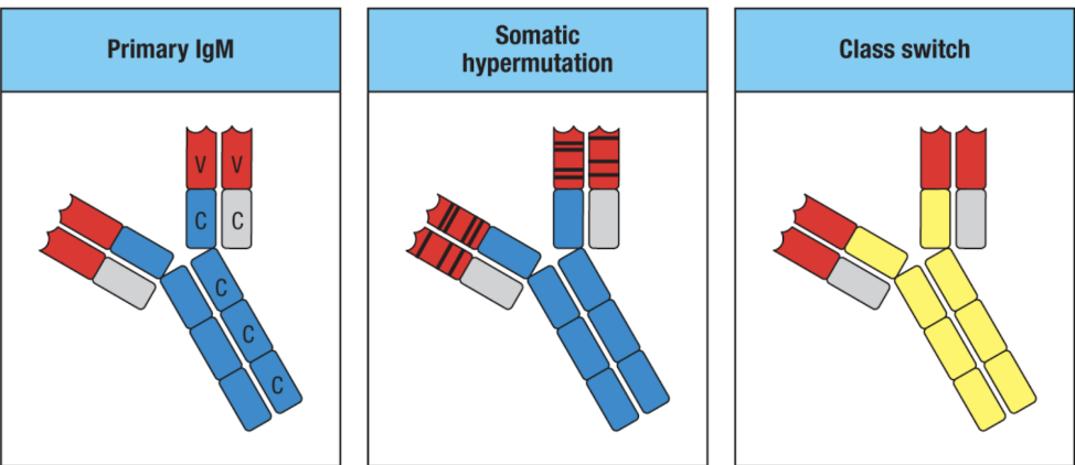 <ul><li><p>affinity maturation: gives B cell diversity across one’s lifespan</p><ul><li><p>B cells increase the affinity of their antibodies to antigens over time</p></li><li><p>especially upon secondary exposures & immunizations</p></li><li><p>somatic hypermutation: somatic gene rearrangement of the variable (antigen-binding) region</p></li></ul></li></ul><p></p>