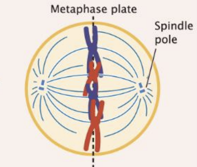 <p>Chromosomes align in center of cell</p><ul><li><p>cohesion begins to break down</p></li></ul><p></p>