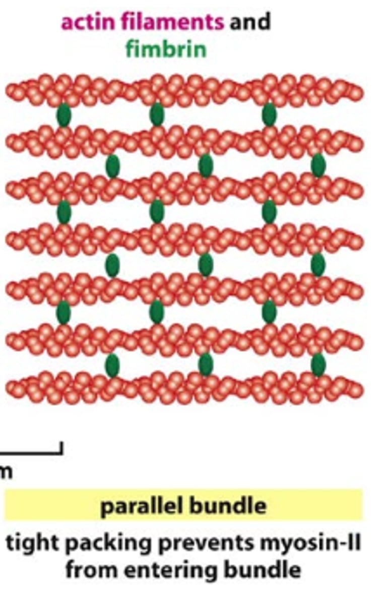 <p>structure that contains closely spaced F actin aligned in parallel</p><p>functions to support outward projections from within the plasma membrane</p>