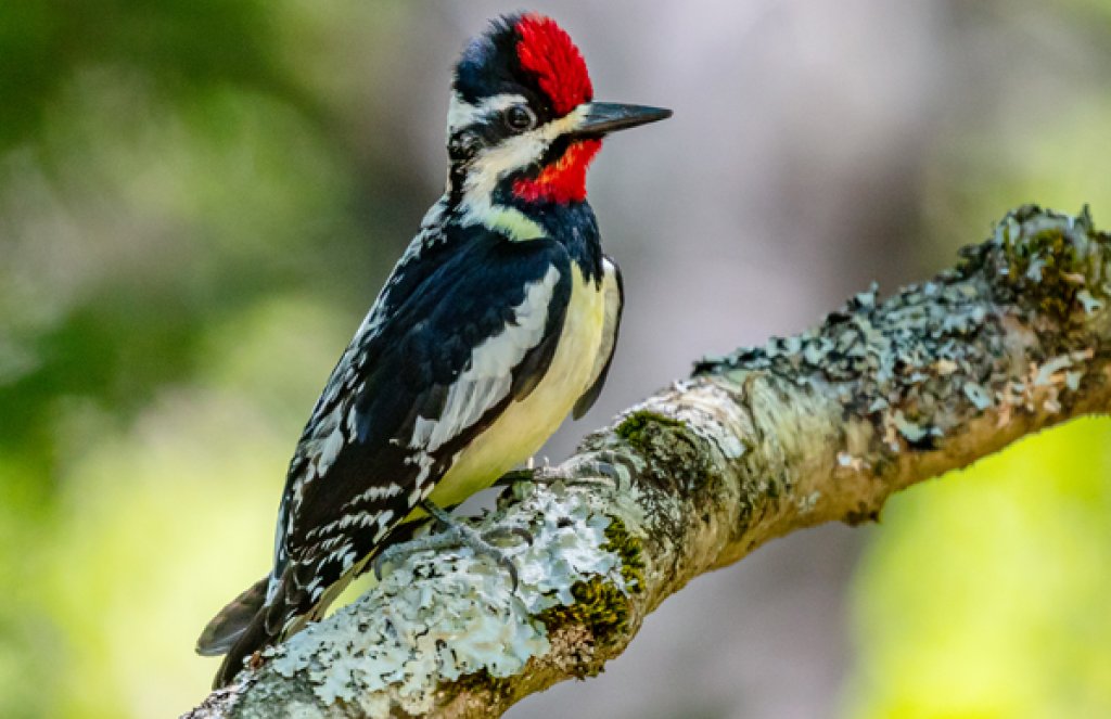 <ul><li><p>Red both on forehead and chin</p></li><li><p>Yellow hue to chest/belly</p></li><li><p>Woodpecker-like</p></li></ul><p></p>