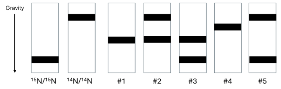 <p>In Meselson–Stahl Experiment, they first grew E. coli in the medium with 15 N, a heavy isotope<br>of nitrogen, and then moved the E. coli in the medium with 14 N for several generations. Below is<br>a figure showing multiple possible band patterns for the result of this experiment. The two leftist<br>panels show the band pattern for E. coli growing in the medium with 15 N and 14 N for a long time,<br>respectively. Given that the DNA duplication follows the semiconservative model, what would<br>be the expected patterns for E. coli that moved from the medium with 15 N to the medium with<br>14 N for two generations?</p>