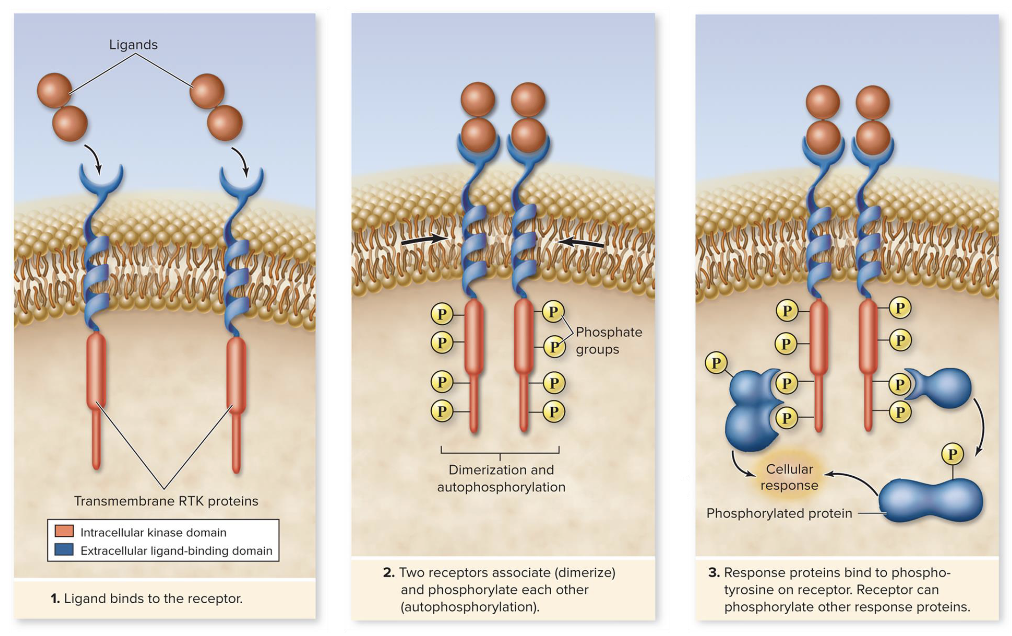 <p>type of enzyme receptor</p><ul><li><p>ex: insulin receptor</p></li></ul><p></p>