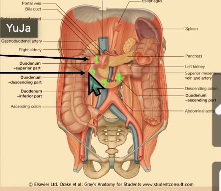 <p><span>Proximal parts from foregut; </span></p><ul><li><p>(proximal to the origin of the liver bud) develop from the caudal foregut</p></li></ul><p><span>distal from midgut; forms C-shape around pancreatic head.</span></p>