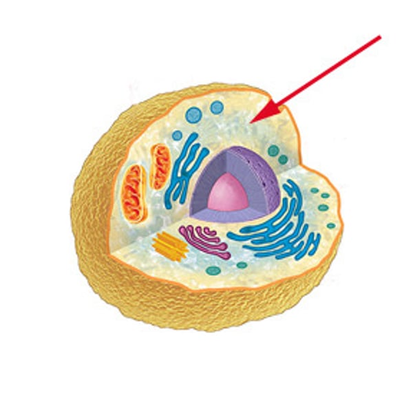 <p>(P &amp; A) jelly-like substance that fills up the space between the organelles (parts)</p>