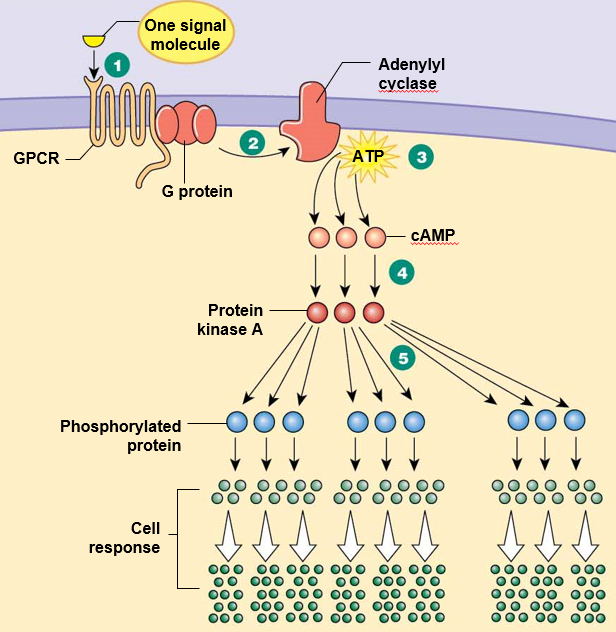 <ol><li><p><strong>Signal molecule</strong> binds to <strong>GPCR</strong></p></li><li><p><strong>G protein</strong> is activated, activates adenylyl cyclase</p></li><li><p><strong>Adenylyl cyclase</strong> converts ATP to cyclic AMP (cAMP)</p></li><li><p><strong>cAMP </strong>activates protein kinase A</p></li><li><p><strong>Protein kinase A</strong> phosphorylates other proteins</p></li></ol>