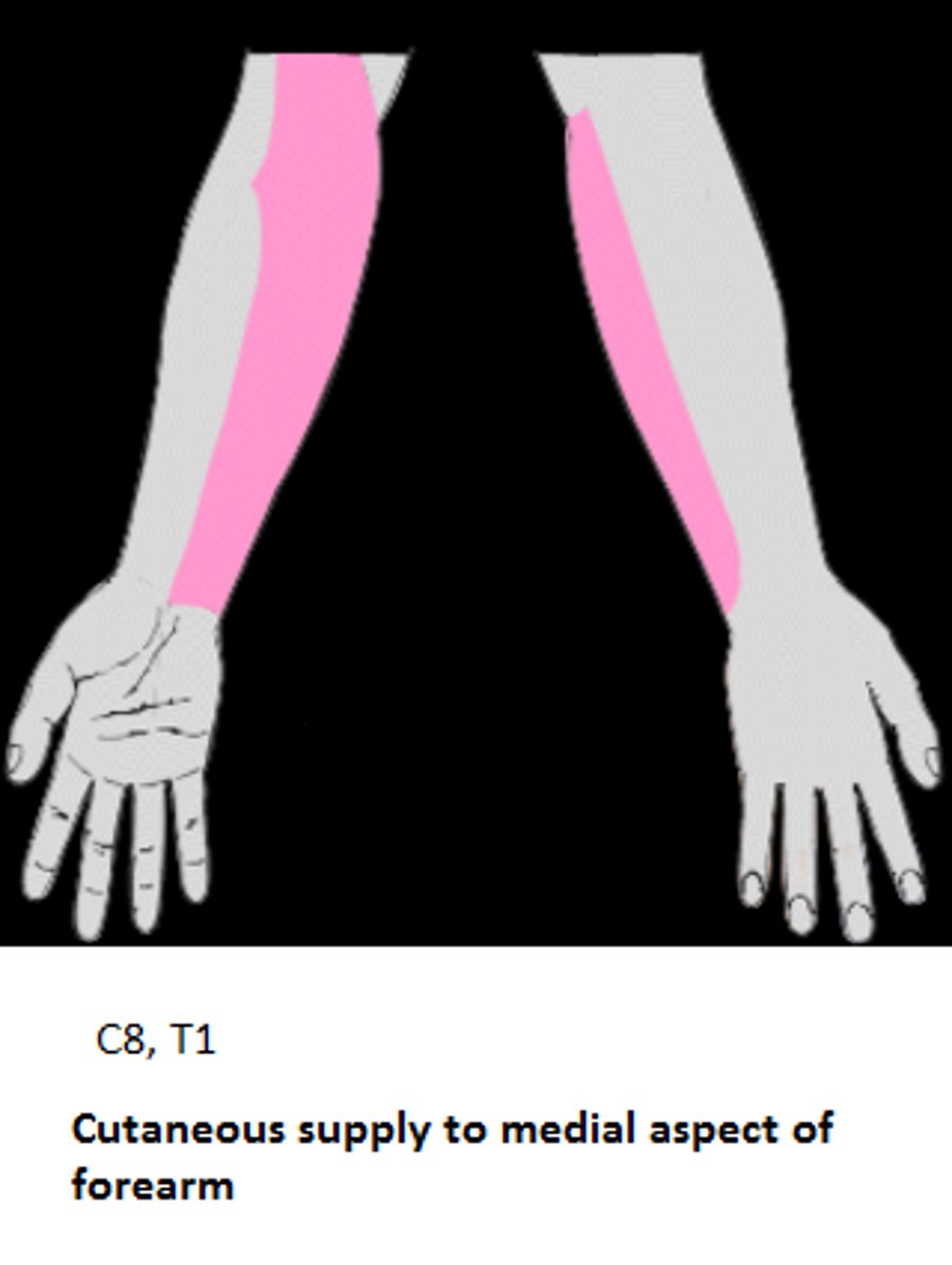 <p>skin on the medial forearm </p>