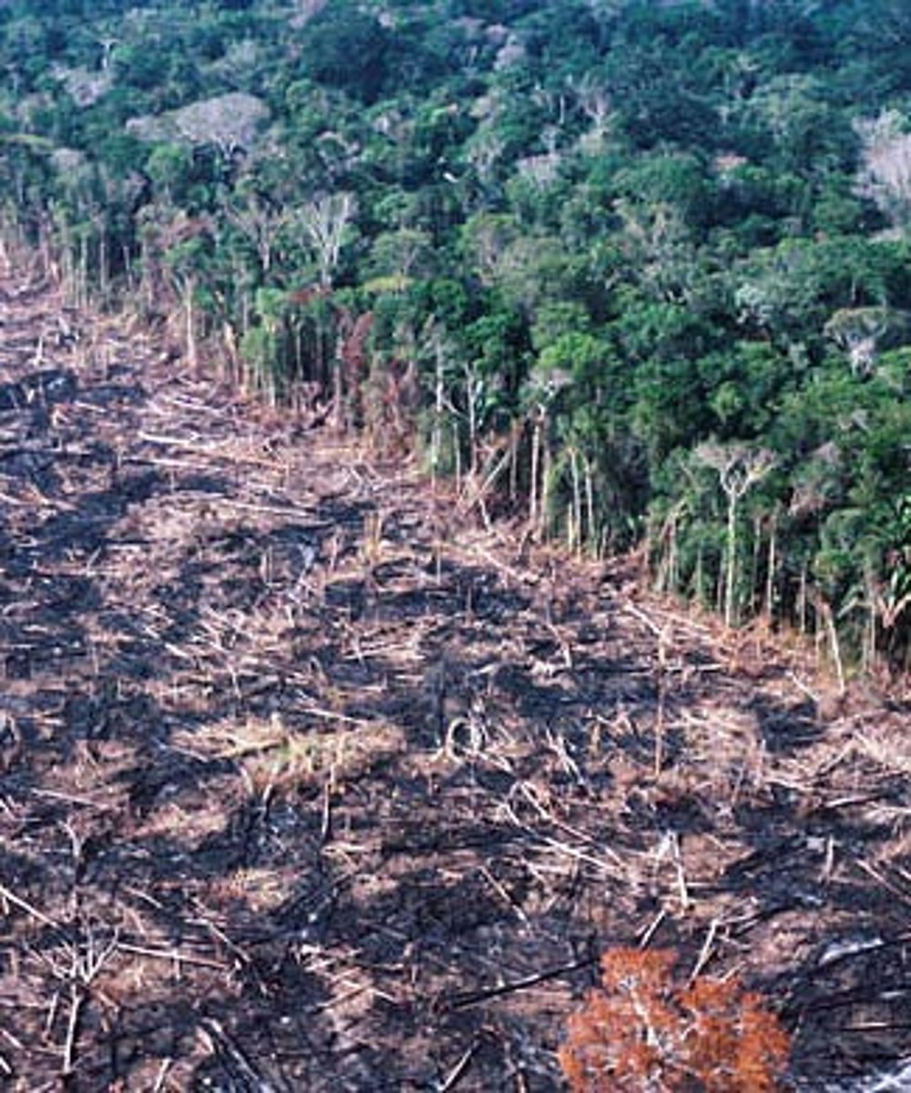 <p>cutting down trees and other vegetation</p>