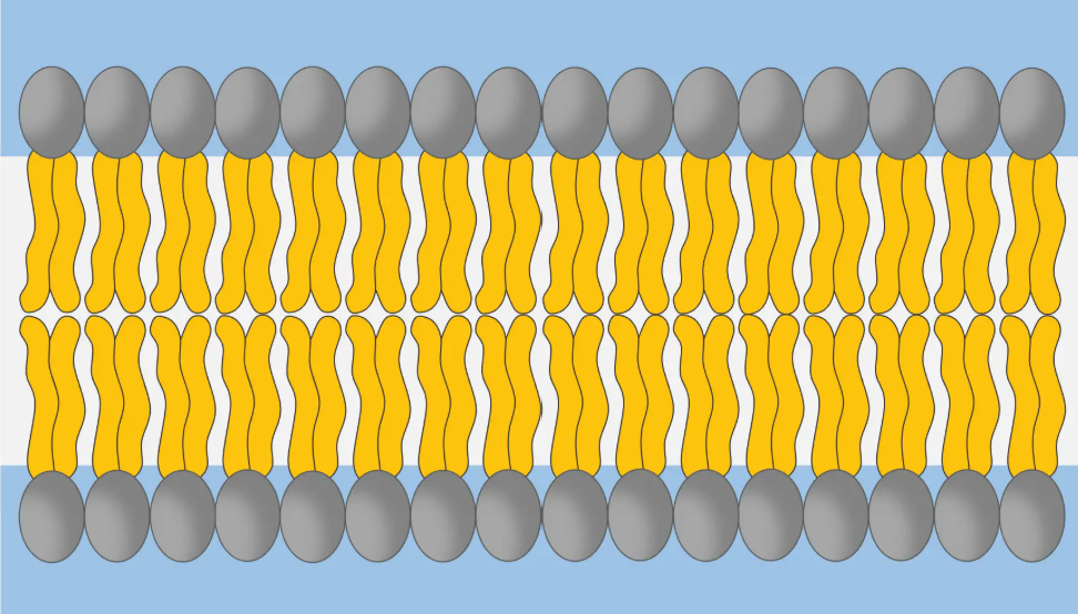 <p>What is this digrame showing</p>