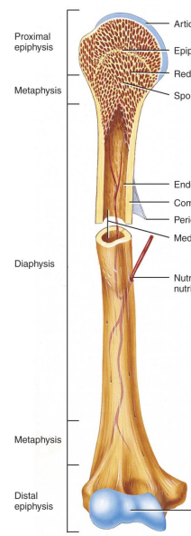 <p>A typical long bone consists of the diaphysis (shaft), epiphyses (ends), metaphysis (wide portion of a long bone), medullary cavity (hollow space filled with yellow bone marrow), periosteum (outer covering), and nutrient arteries. The diaphysis is primarily composed of compact bone, while the epiphyses contain spongy bone and red bone marrow.</p>