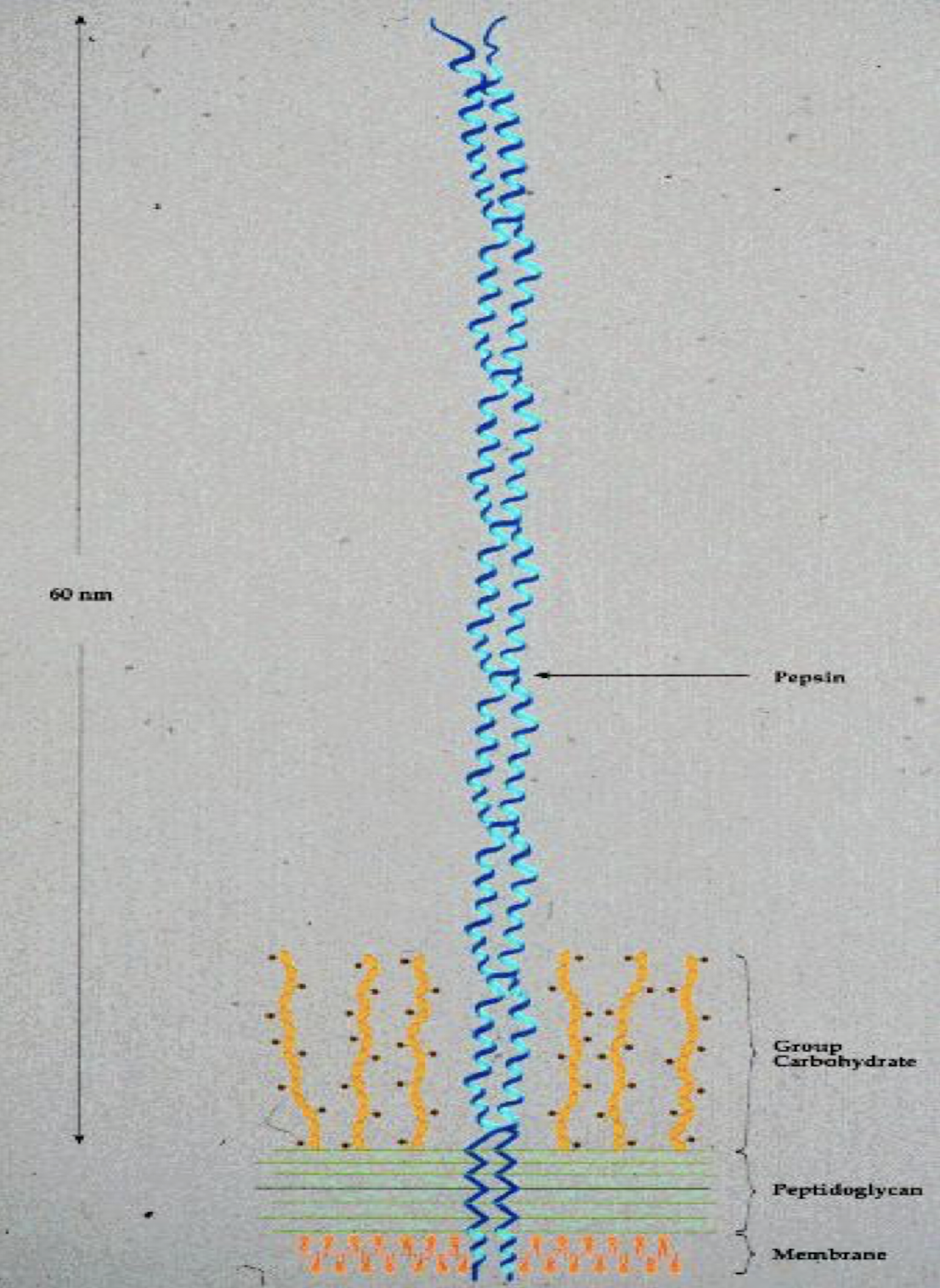 <p><strong>It is a surface protein </strong>that helps the bacterium evade the host's immune system as it is <strong>antiphagocytic</strong> and<strong><mark data-color="red" style="background-color: red; color: inherit;"> promoting adhesion to host tissues. </mark></strong></p><ul><li><p>has more than 80 antigenic forms</p></li><li><p>Composed of 2 polypeptide chains complexed in an<strong> ⍺-helical coiled-coil configuration</strong> anchored in the cell membrane</p></li></ul><p></p>