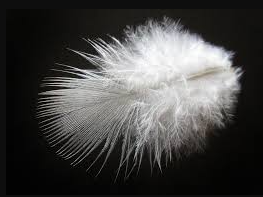 <p>The feather above is an example of a (blank) feather </p>